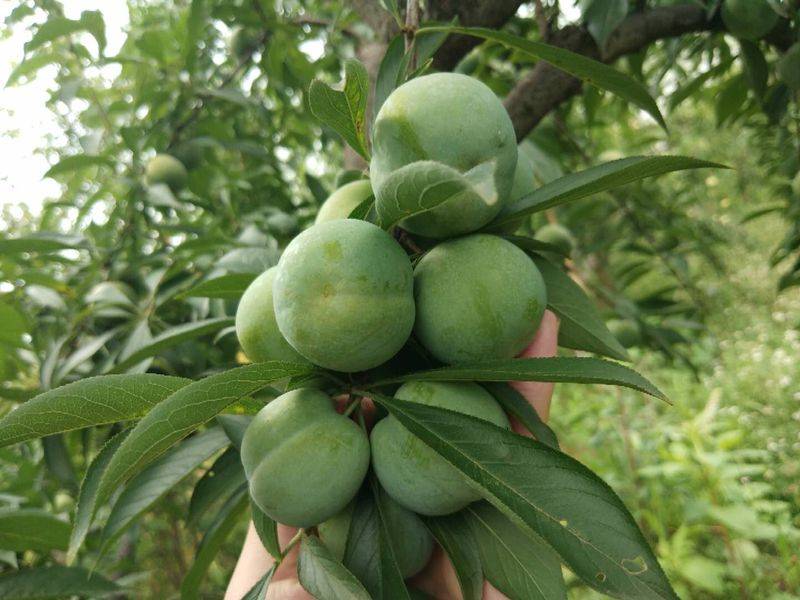 葡萄种植技术pdf