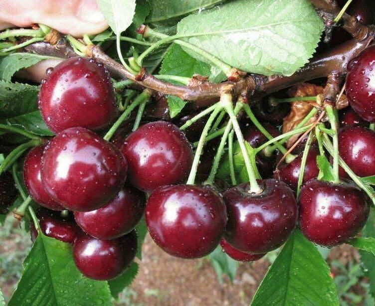 葡萄种植技术pdf