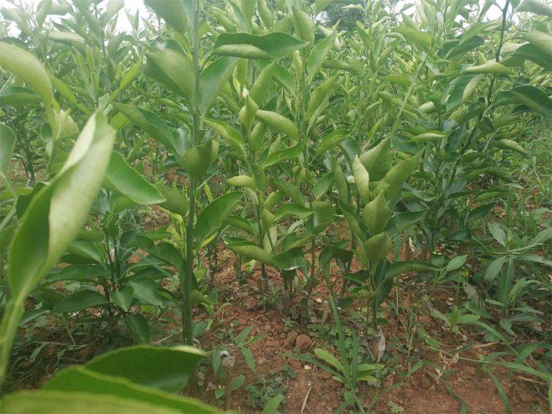 葡萄种植技术pdf