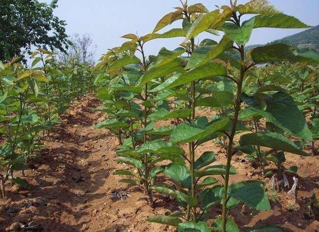 葡萄种植技术pdf