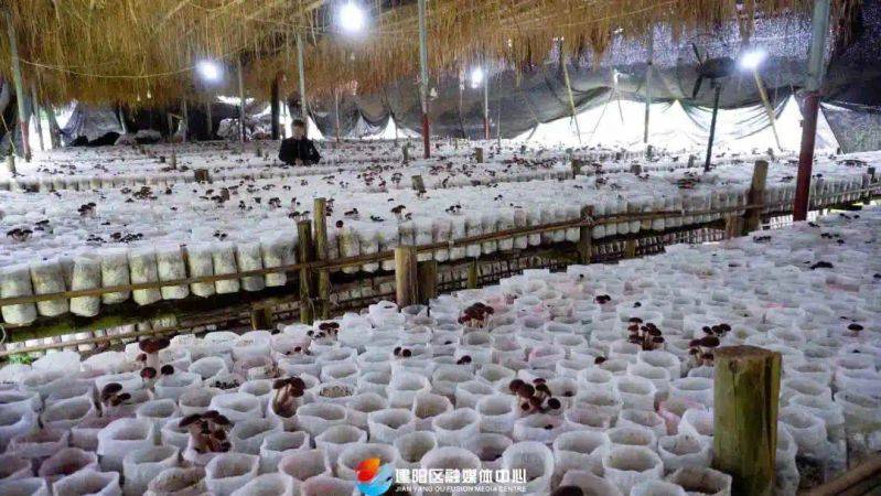 茶树菇种植技术