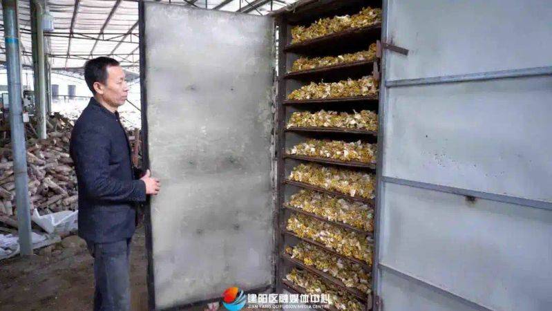 茶树菇种植技术