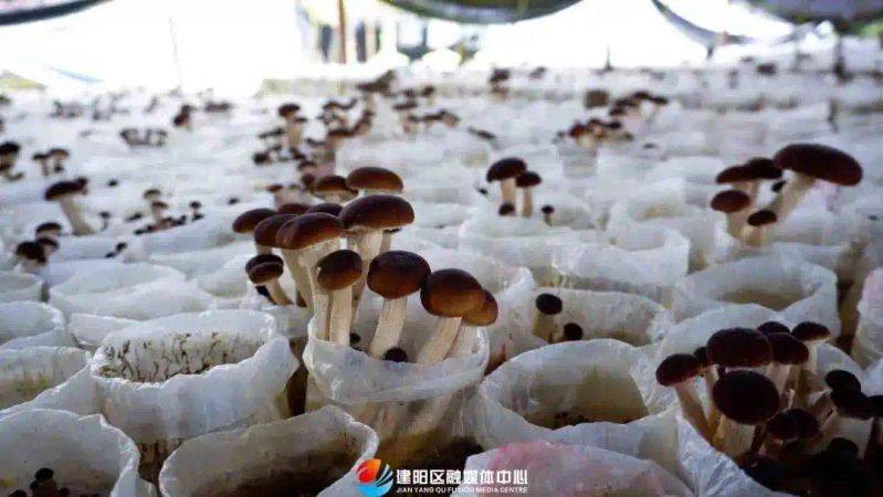 茶树菇种植技术