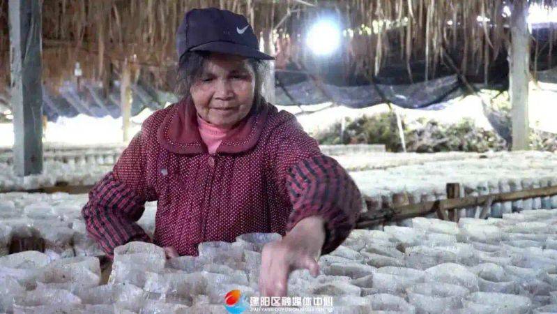 茶树菇种植技术