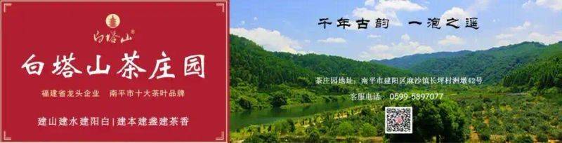 茶树菇种植技术