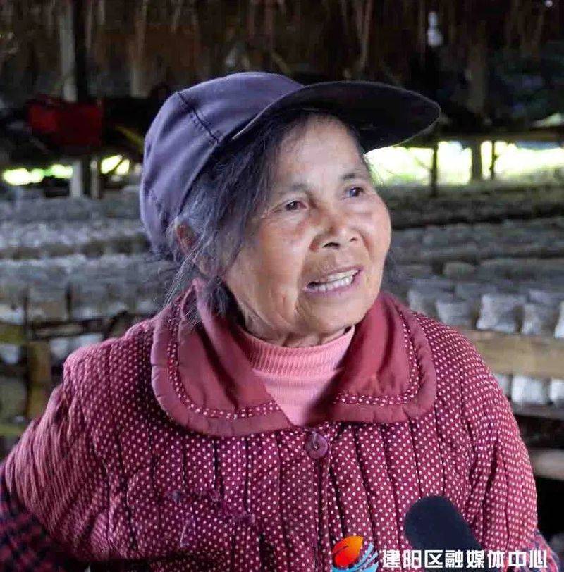 茶树菇种植技术