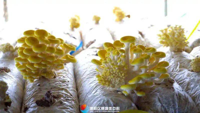 茶树菇种植技术