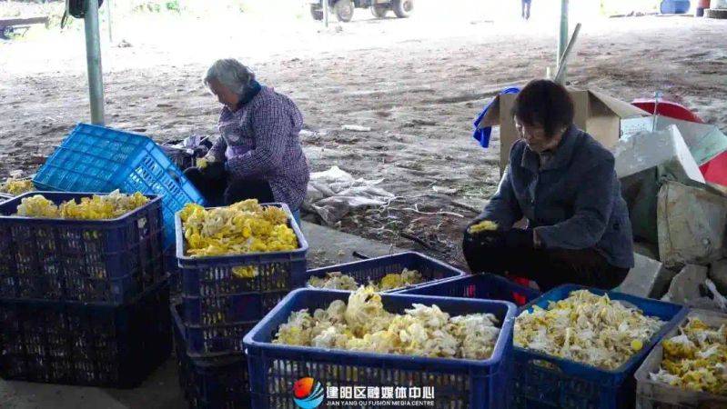 茶树菇种植技术