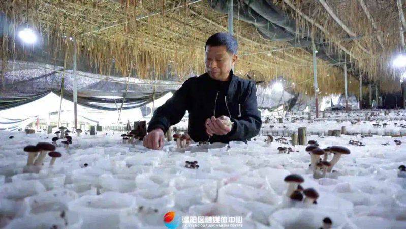 茶树菇种植技术