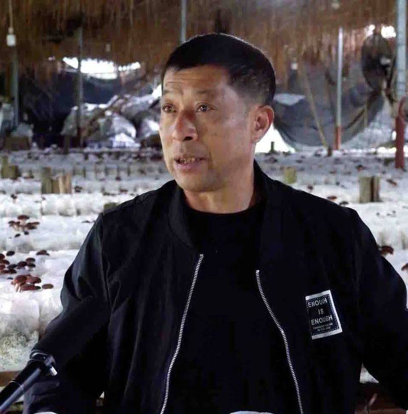 茶树菇种植技术