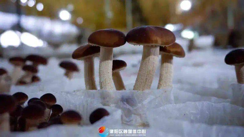 茶树菇种植技术