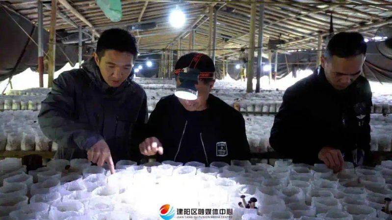 茶树菇种植技术