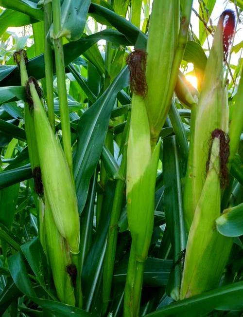 玉米高产种植技术