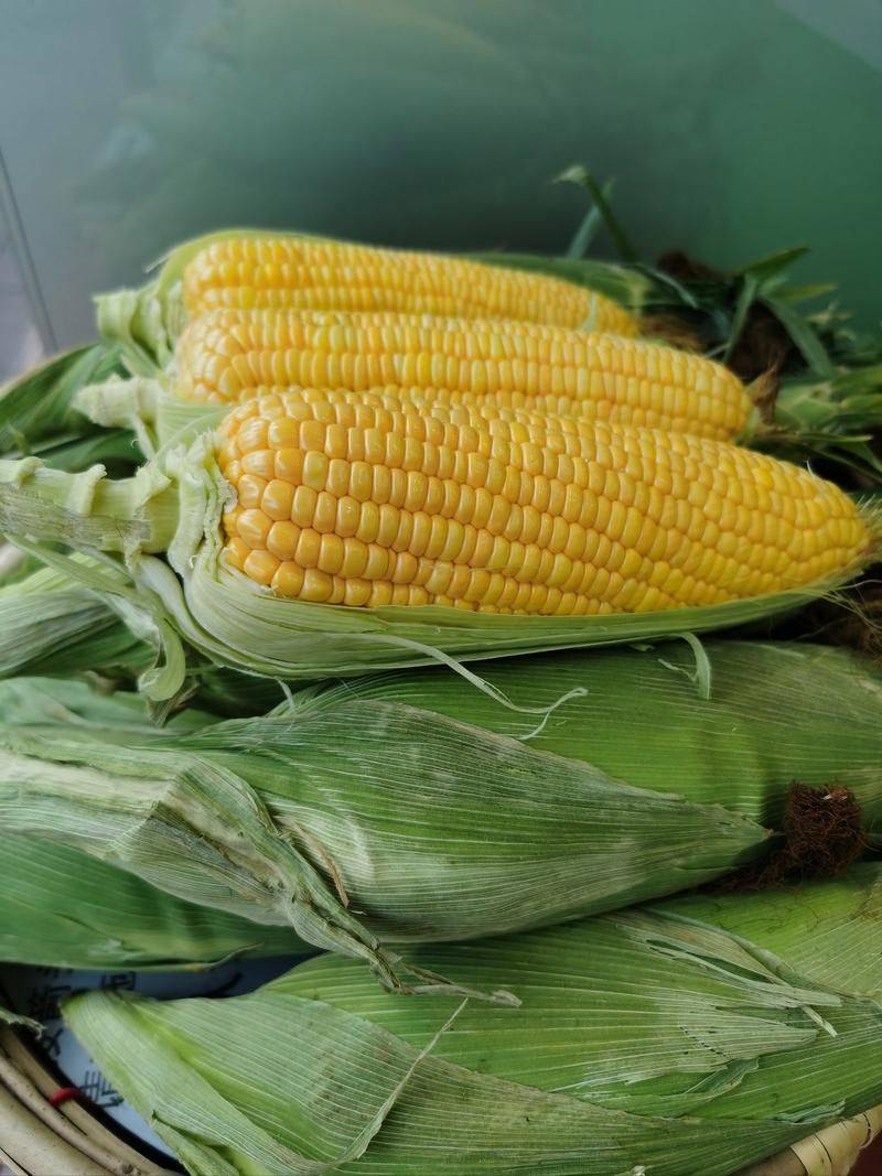 玉米高产种植技术