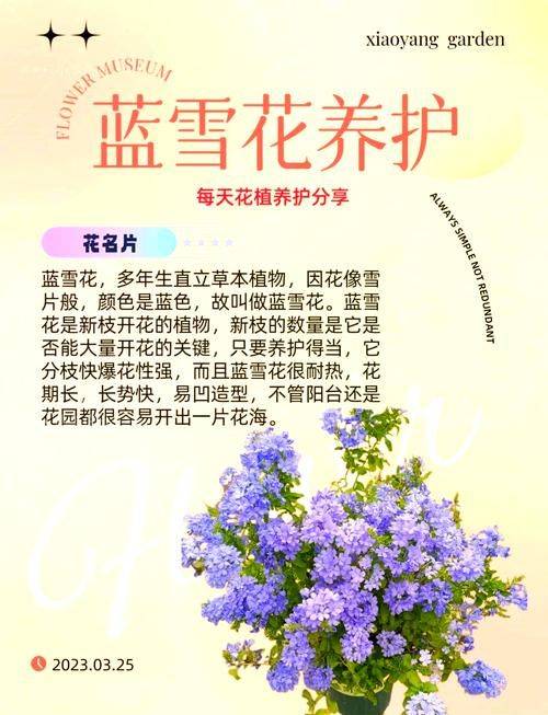 玫瑰花的种植方法及养护
