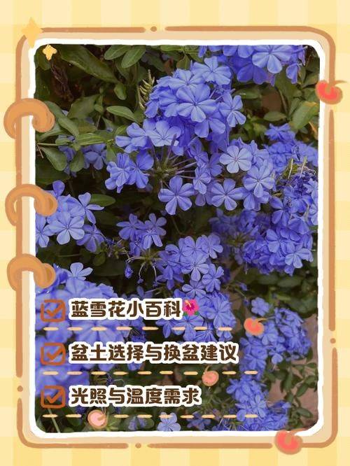 玫瑰花的种植方法及养护