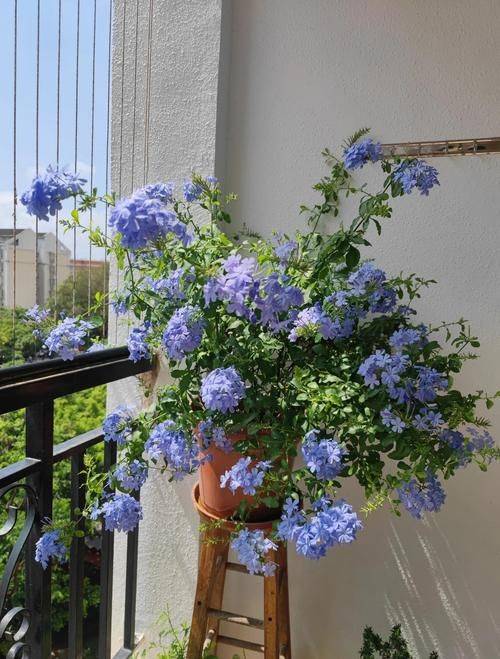 玫瑰花的种植方法及养护