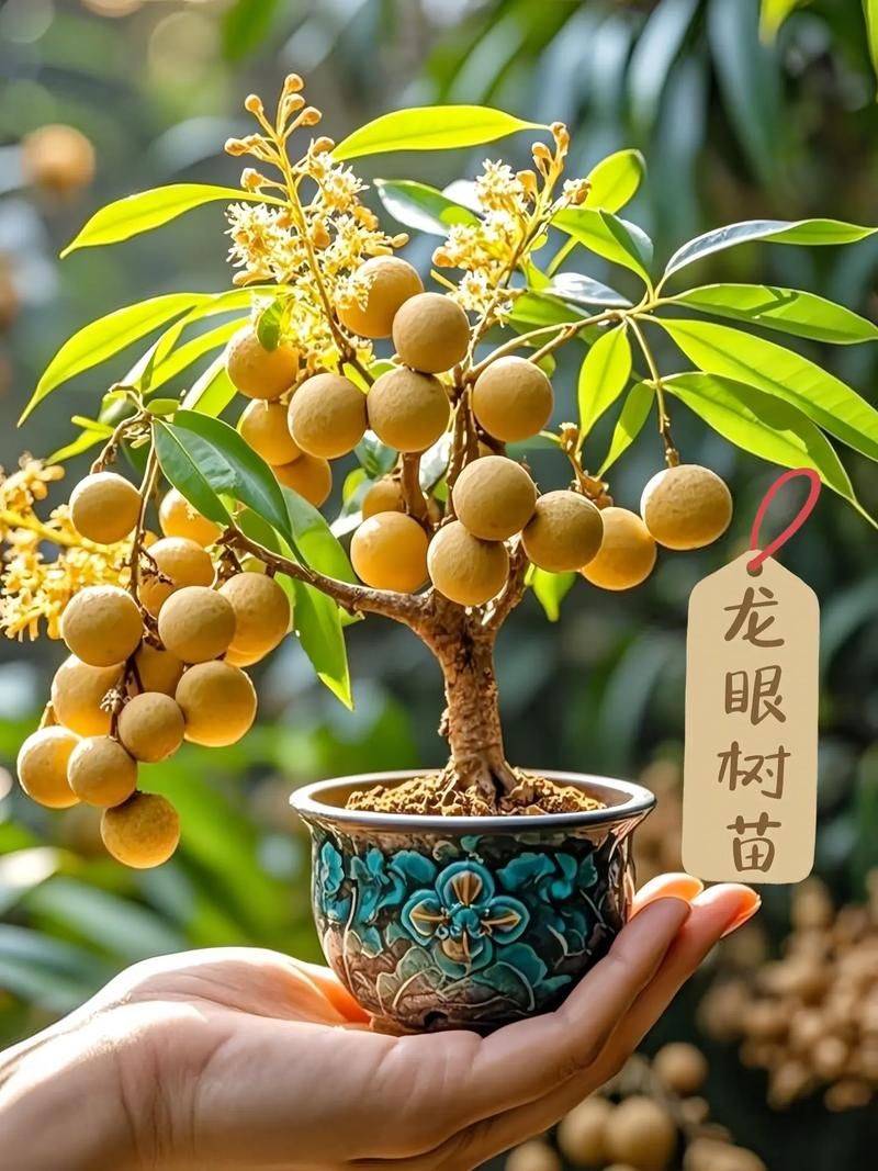 龙眼种植方法