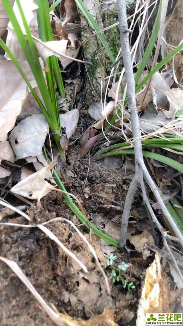 Onion orchid cultivation methods