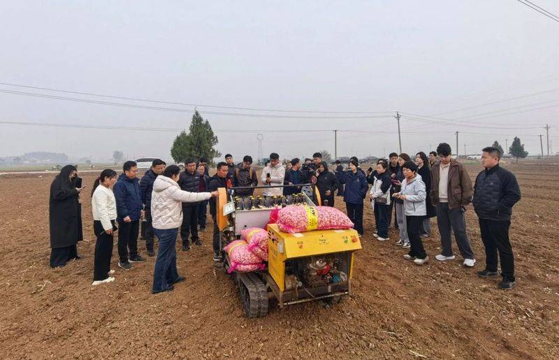 大蒜种植技术要点