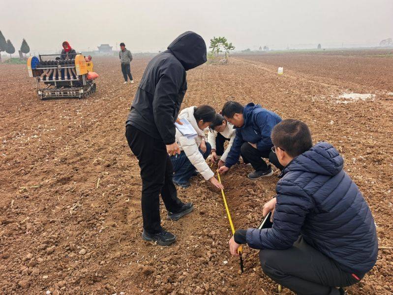 大蒜种植技术要点