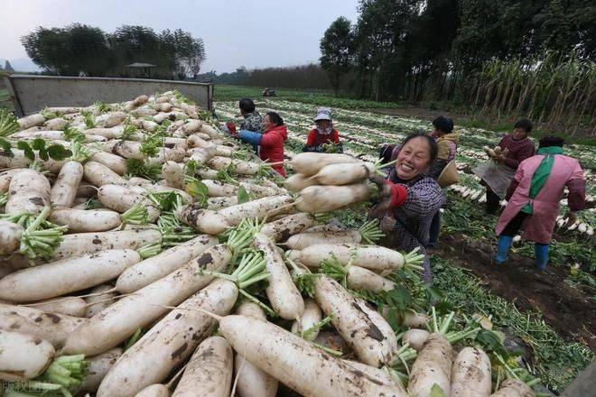 秋萝卜种植技术