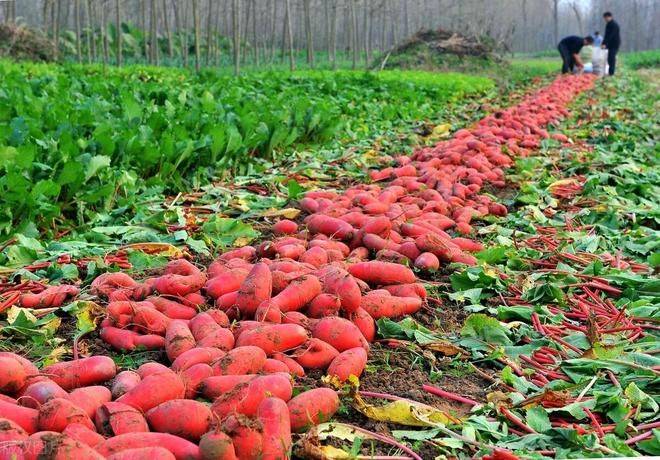 秋萝卜种植技术