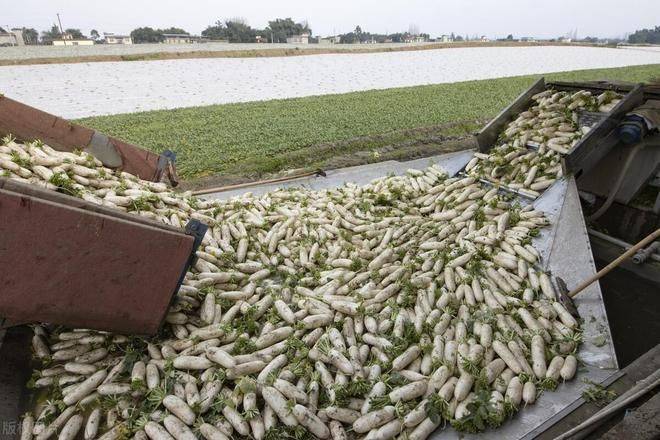 秋萝卜种植技术