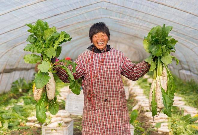 秋萝卜种植技术