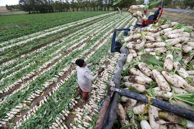 秋萝卜种植技术