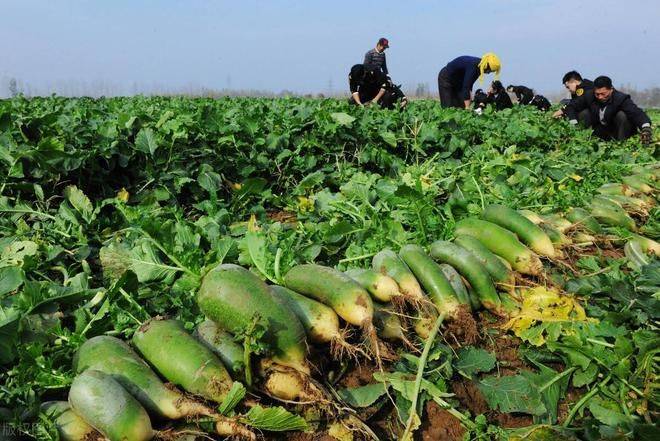 秋萝卜种植技术