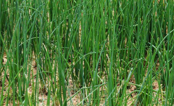 小葱的种植方法和时间