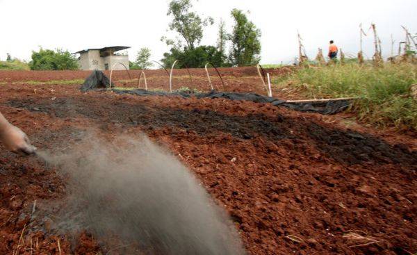 小葱的种植方法和时间