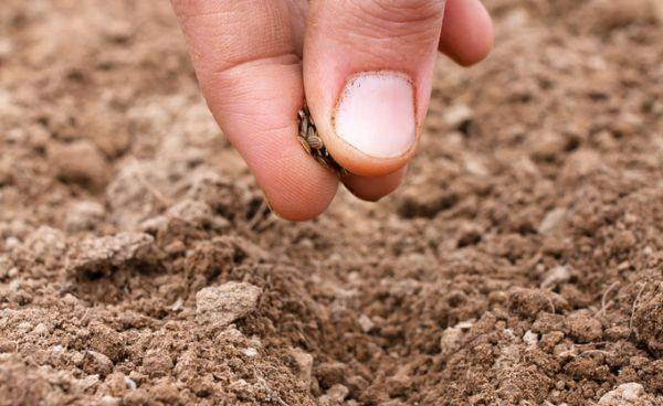 小葱的种植方法和时间