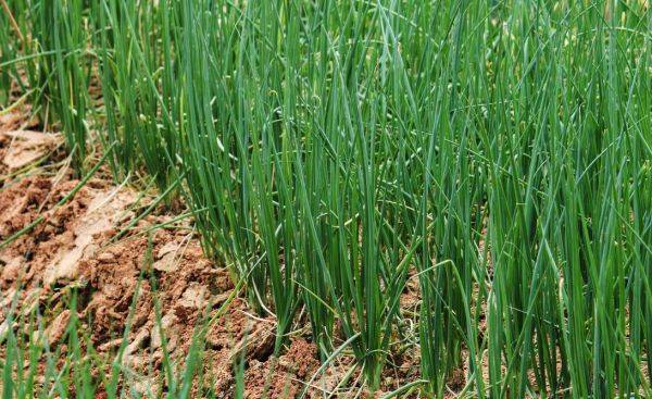 小葱的种植方法和时间