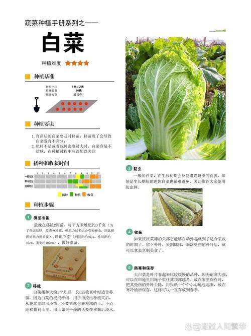 白菜种植时间和方法