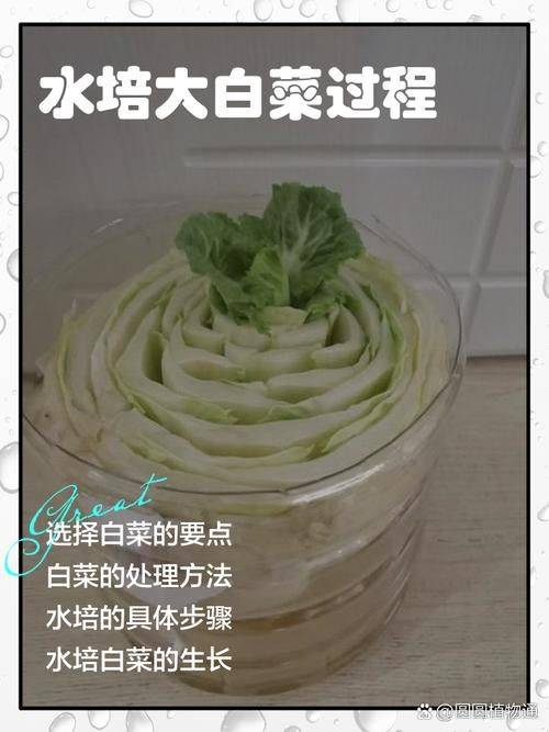 白菜种植时间和方法