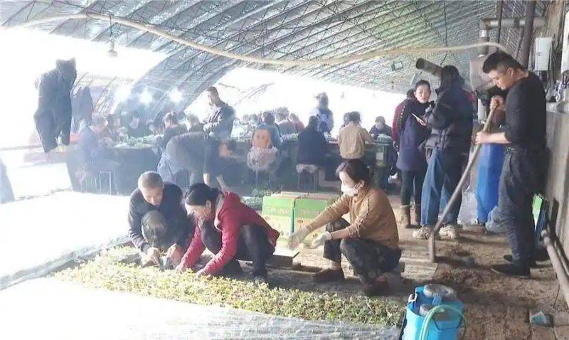 Cucumber cultivation methods