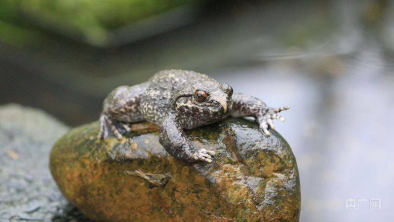 The price of the stone frog was bought in 2026