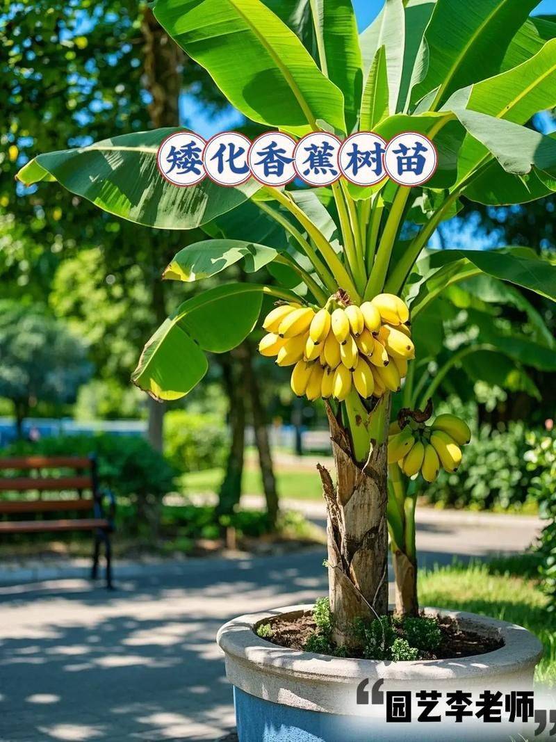 皇帝蕉种植技术