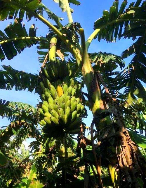 皇帝蕉种植技术