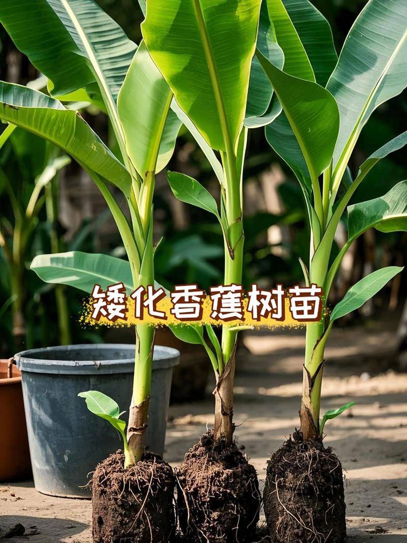 皇帝蕉种植技术