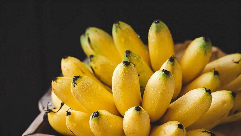 皇帝蕉种植技术