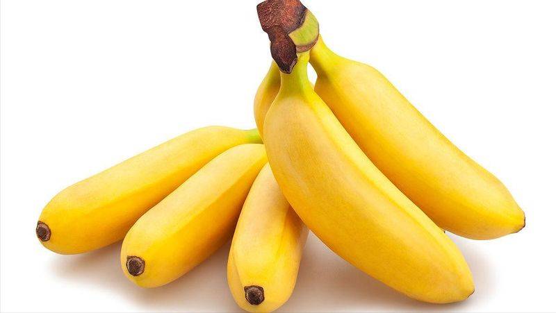 皇帝蕉种植技术