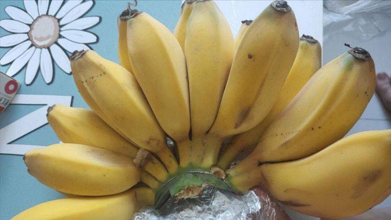 皇帝蕉种植技术