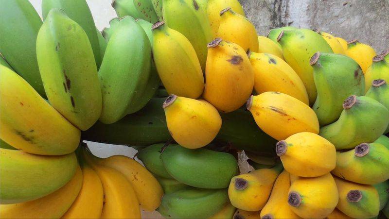 皇帝蕉种植技术