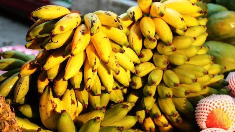 皇帝蕉种植技术