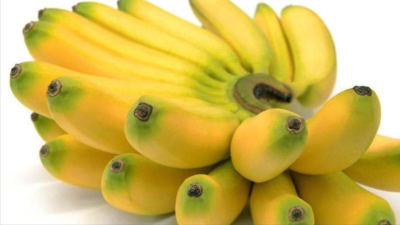 皇帝蕉种植技术