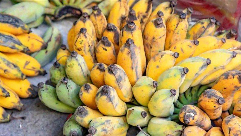 皇帝蕉种植技术