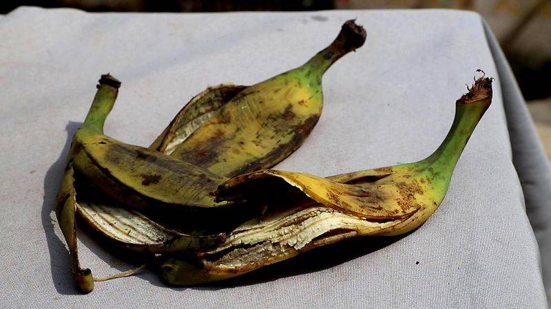 皇帝蕉种植技术